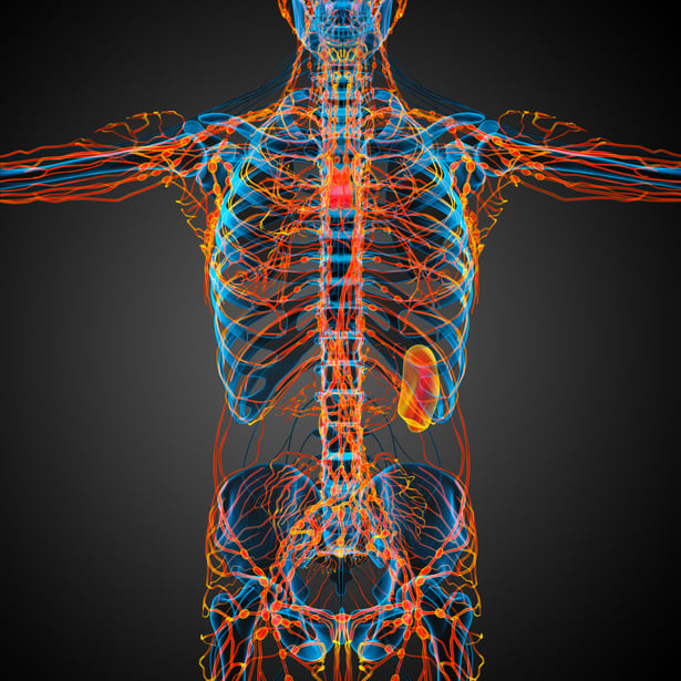 3d render medical illustration of the lymphatic system